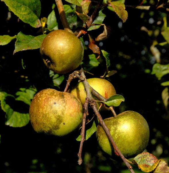 Äpfel an einem Baum