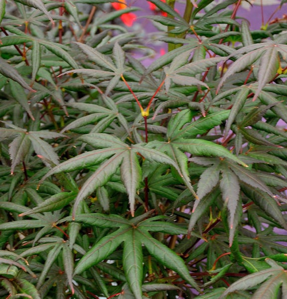 Nahaufnahme eines Fächerahorns mit filigranen Blättern