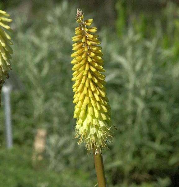 Fackel Lilie Blume im Nahbereich