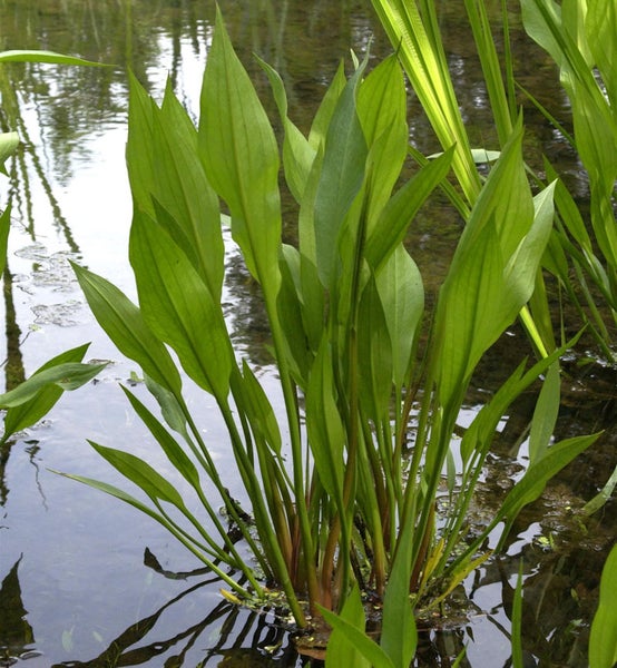 Pflanze Pfeilkraut im Teich