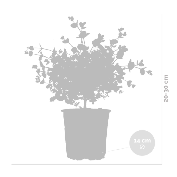 2x Eucalyptus gunnii - Eukalyptus Pflanze- Winterhart - Immergrün – ⌀14 cm - ↕25-35 cm