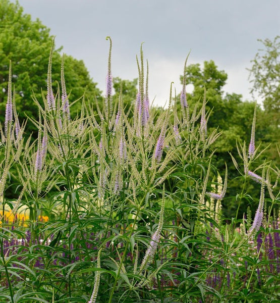 Garten mit Veronica Pflanzen im Vordergrund.