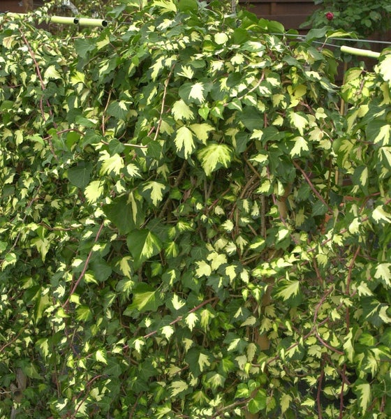 Efeu-Pflanze mit grün-gelben Blättern, die an einer Wand oder einem Zaun wächst.