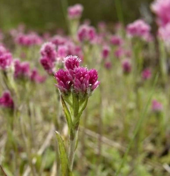 Nahaufnahme von Filzkrautblüten auf einer Wiese