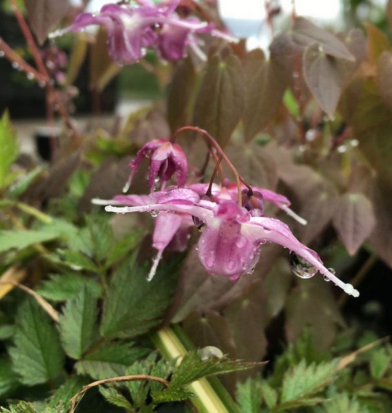 Elfenblume mit Wassertropfen auf den Blütenblättern