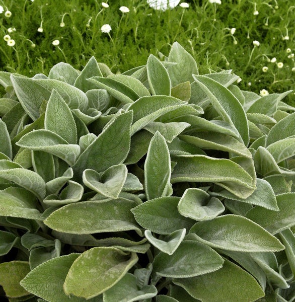 Nahaufnahme von Wollziest Blättern im Garten