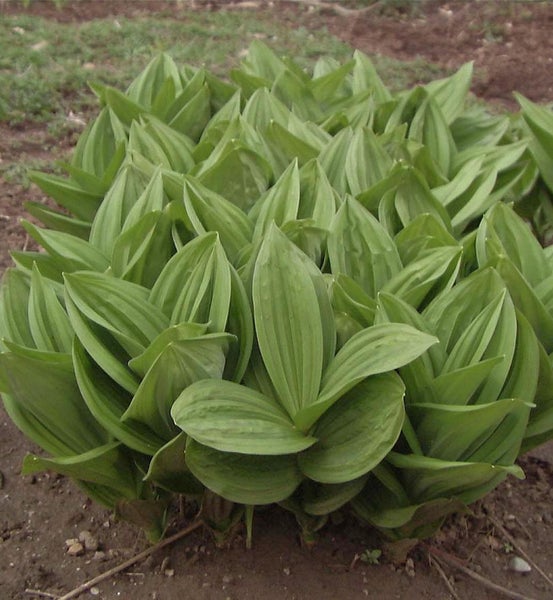 Pflanze mit grünen Blättern im Garten