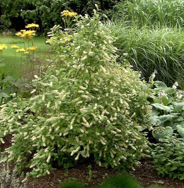 Blühender Strauch im Garten