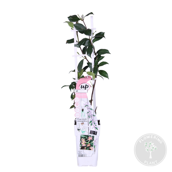 Bloomique - Trachelospermum Jasminoides - Toskanischer Jasmin - Rosa - Kletterpflanzen - Gartenpflanzen - Winterhart - Immergrün - 50-70 cm Hoch - Topf 15 cm