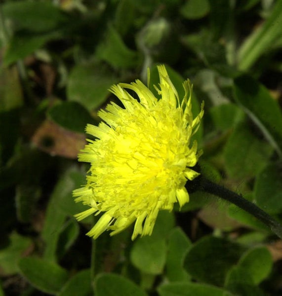 Gelbe Wiesenblume im Garten