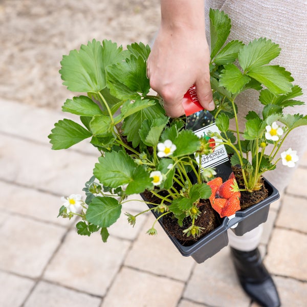 Bloomique – Erdbeerpflanzen – Set mit 6 Obstpflanzen – Pflanzen für den Außenbereich – Gartenpflanzen inklusive Anzuchttopf – 15 bis 20 cm