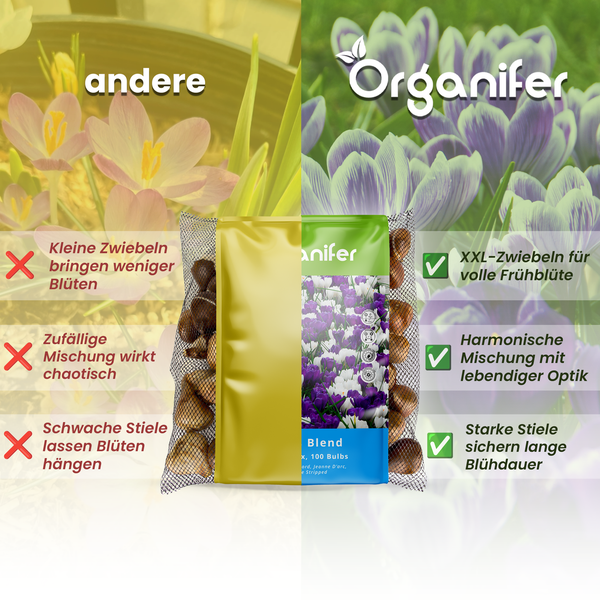 Vergleich von Krokuszwiebeln der Marke Organifer mit anderen Zwiebeln in einer Netzverpackung