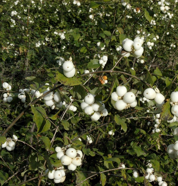 Gemeiner Schneeball mit weißen Beeren und grünen Blättern.