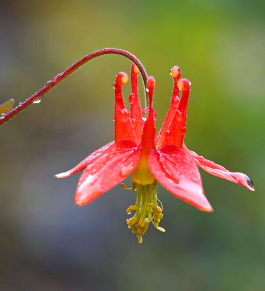 Nahaufnahme einer roten Akelei-Blume mit Wassertropfen