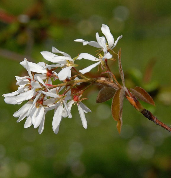 Blüten einer Felsenbirne am Zweig