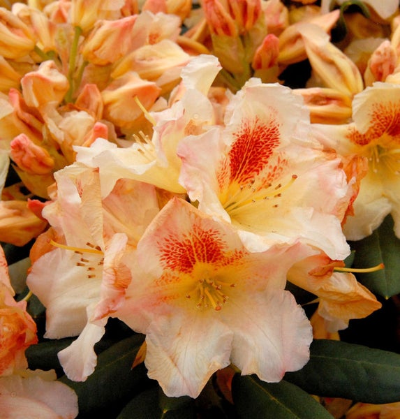 Nahaufnahme einer Rhododendronblüte