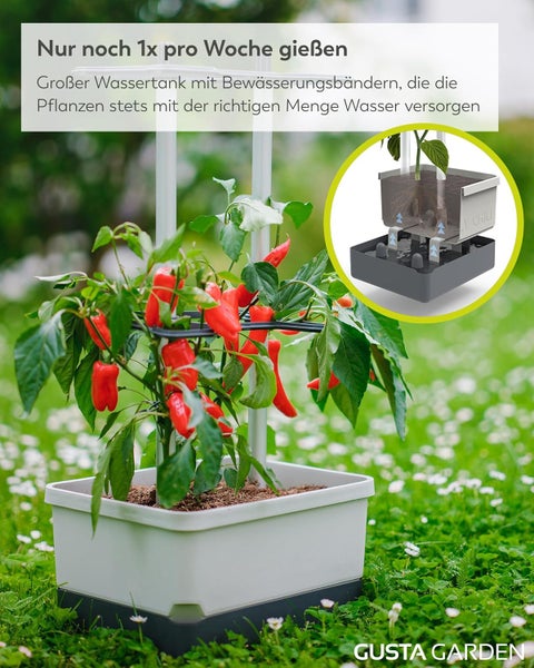 Garten mit Chili-Pflanze in einem Pflanzkasten mit Bewässerungssystem
