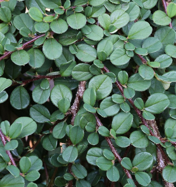 Im Bild ist eine Kriechmispel mit ihren kleinen, runden Blättern zu sehen.