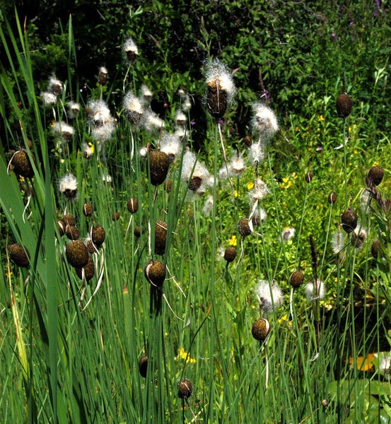 Nahaufnahme von Rohrkolben in einem Gartenteich