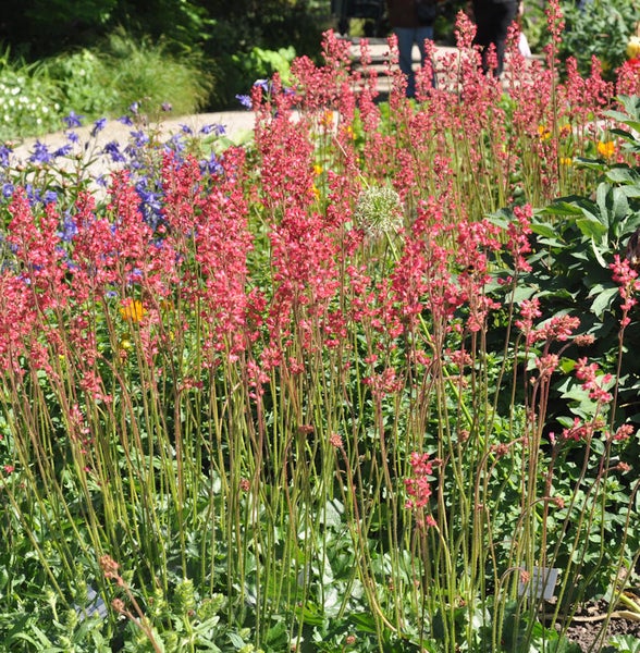 Nahaufnahme von Korallen-Glockenblumen in einem Gartenbeet.