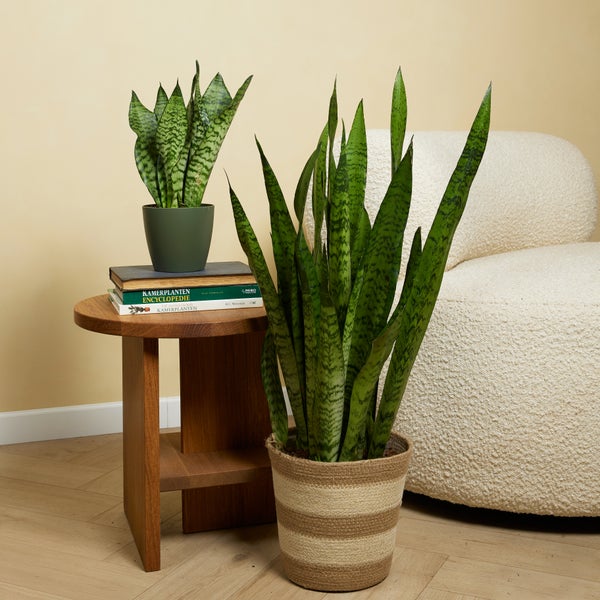 Bloomique - 2er Set - Sansevieria Zeylanica - Bogenhanf - Sukkulenten - Zimmerpflanzen - Sehr Pflegeleicht - Höhe 30-40 cm - Topf 12 cm