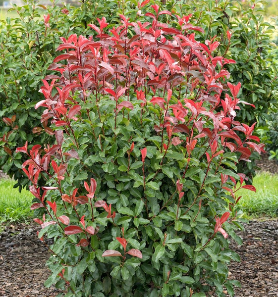 Glanzmispelhecke mit roten und grünen Blättern im Garten