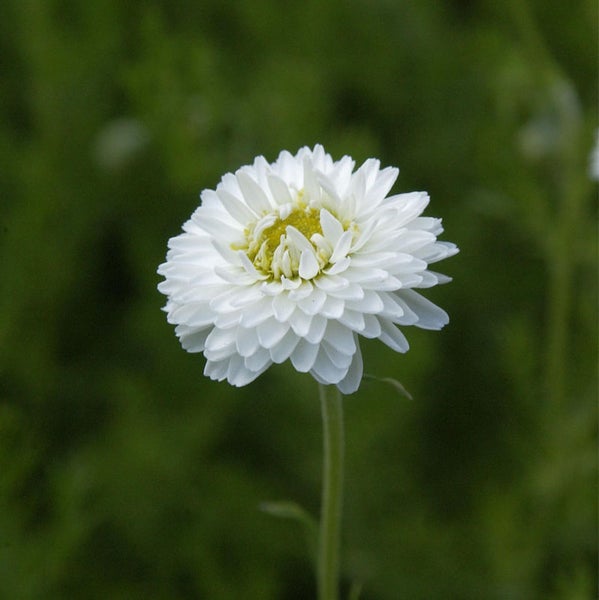 Weiße Gänseblümchenblume auf einem Stiel