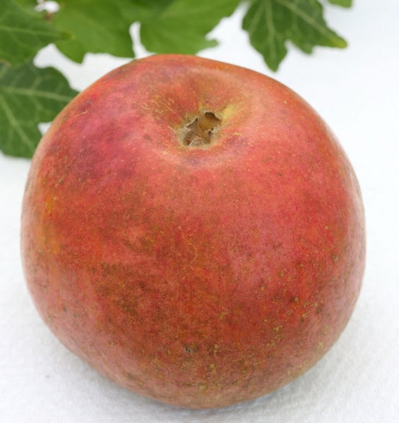 Apfel auf hellem Untergrund