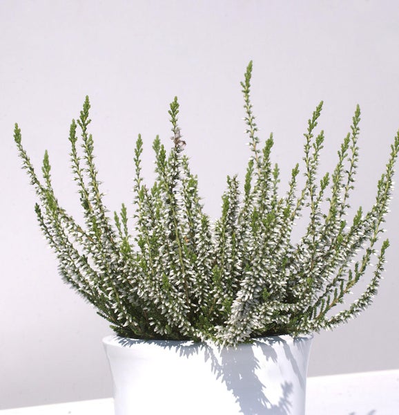 Besenheide in einem weißen Topf