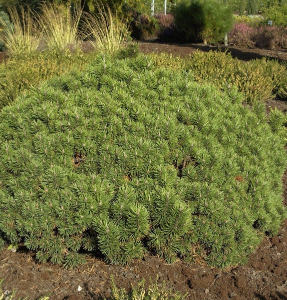 Kiefernstrauch im Garten