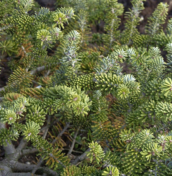Nahaufnahme einer Koreatanne mit grünen Nadeln