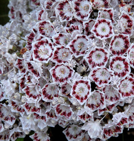 Nahaufnahme von Berglorbeerblüten