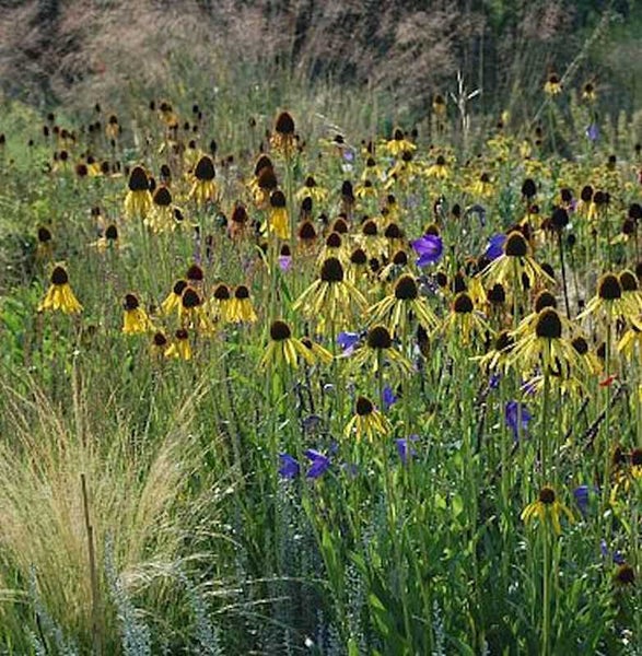 Feld mit gelben und blauen Blüten