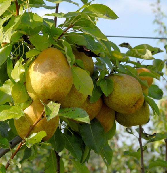 Birnenbaum mit reifen Früchten