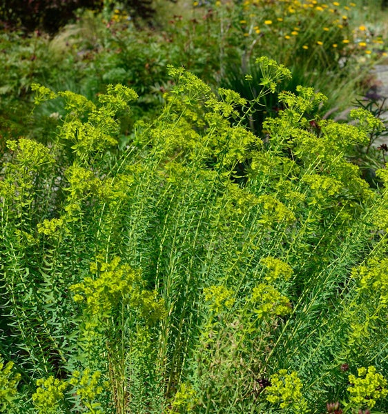Aufnahme einer aufrechten Wolfsmilch Pflanze im Garten.