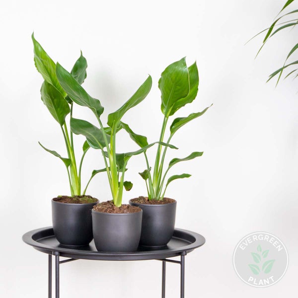 Bloomique - 3er Set - Strelitzia Reginae - Paradiesvogelpflanze - Paradiesvogelblume - Zimmerpflanzen - Luftreinigend - Pflegeleicht - Höhe 30-40 cm - Topf 12 cm