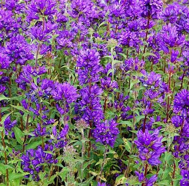 Aussaat von Campanula glomerata mit violetten Blüten