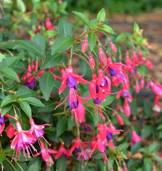 Fuchsienpflanze mit roten und violetten Blüten.