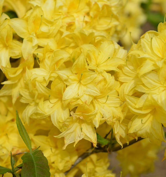 Gelbe Azaleenblüten