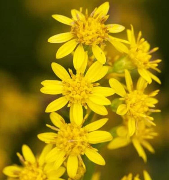 Nahaufnahme von gelben Rainfarnblüten