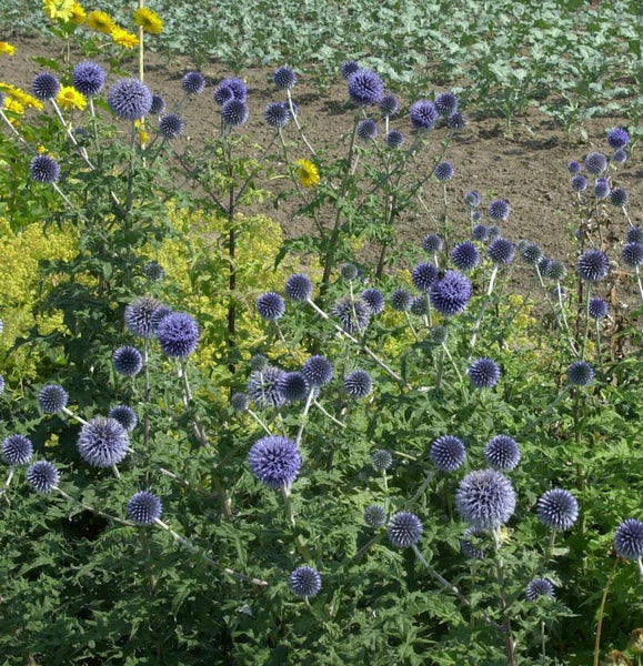 Nahaufnahme einer Gruppe von Kugeldisteln im Garten.