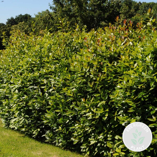 Laurus Nobilis - Küchenlorbeer - Strauch - Immergrün – ⌀15 cm - ↕30-45 cm