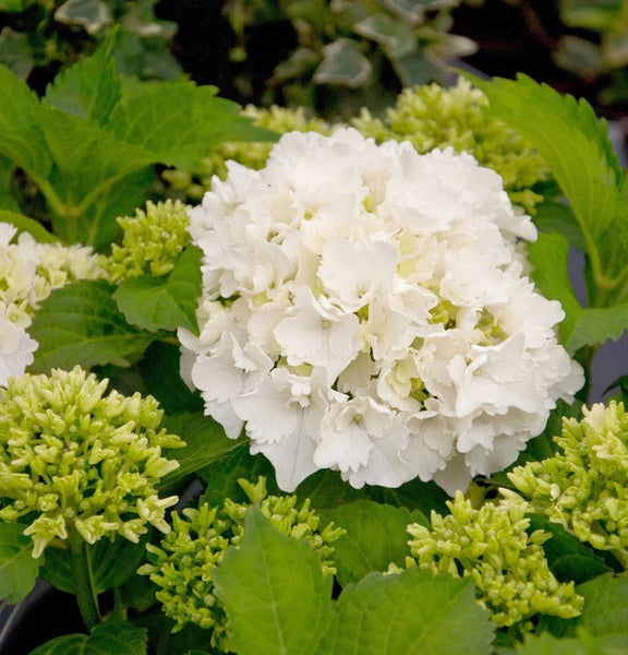 Nahaufnahme einer weißen Ballhortensie mit grünen Blättern
