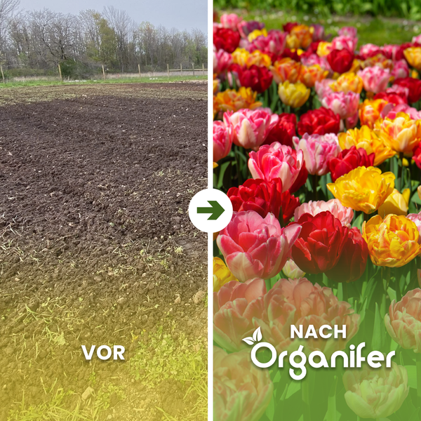 Vorher und Nachher: Bodenverbesserung mit Organifer für üppige Tulpenblüte