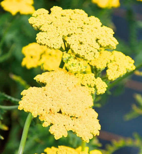 Gelbe Schafgarbe im Detail