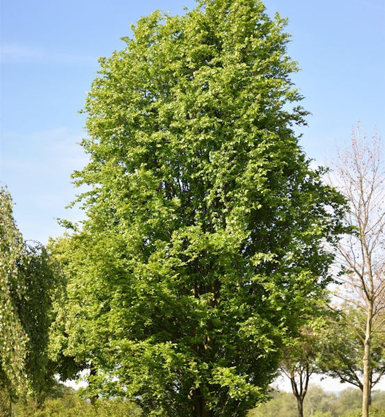 Säulen Hainbuche Baum mit grünen Blättern