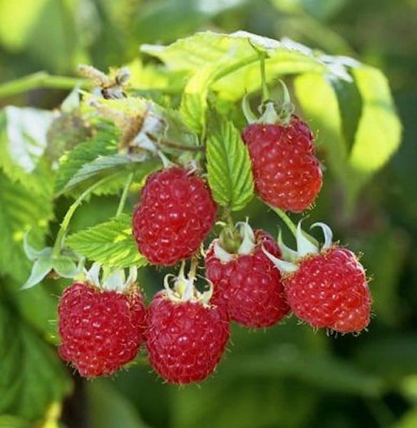 Himbeeren am Strauch