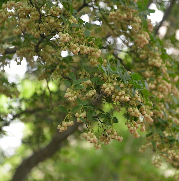 Nahaufnahme eines blühenden Manzanita-Baums