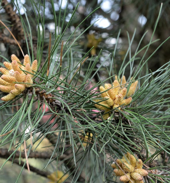 Nahaufnahme von Kiefernzweigen mit Blütenständen.