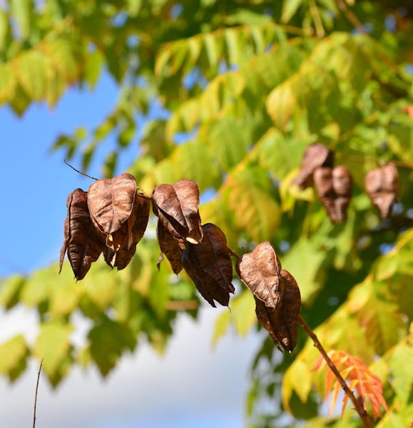 Essigbaum mit Fruchtständen vor blauem Himmel